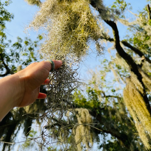 🍄‍🟫How To Care For Your Spanish Moss ,like this post all you need to kno… - Picture 9 of 17